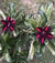 Variegata CALIOPE - Pronta Entrega - comprar online