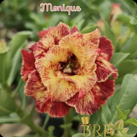 Rosa do Deserto MONIQUE - Pronta Entrega