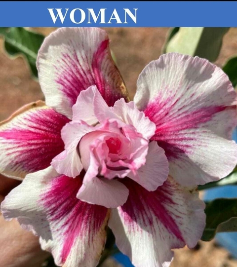 Rosa do Deserto WOMAN Pronta Entrega