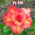 Rosa do Deserto EV 400 - Pronta Entrega