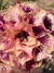Rosa do Deserto Golden Faith (perfumada) na internet