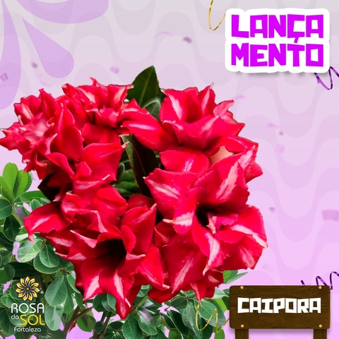 Rosa do Deserto CAIPORA - Pronta Entrega