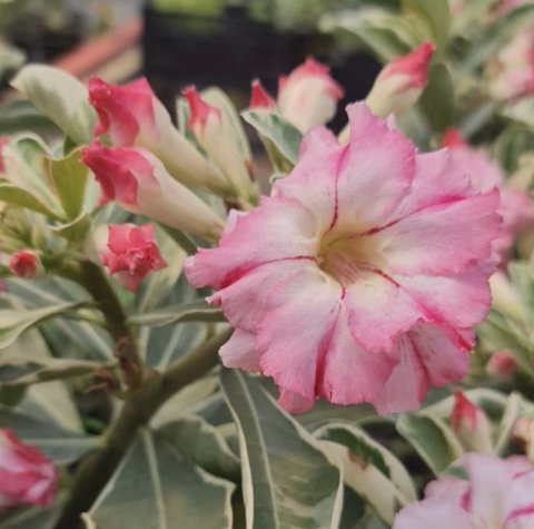 Variegata VR 03 PRONTA ENTREGA