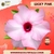 PRE VENDA Rosa do Deserto LUCKY PINK - comprar online