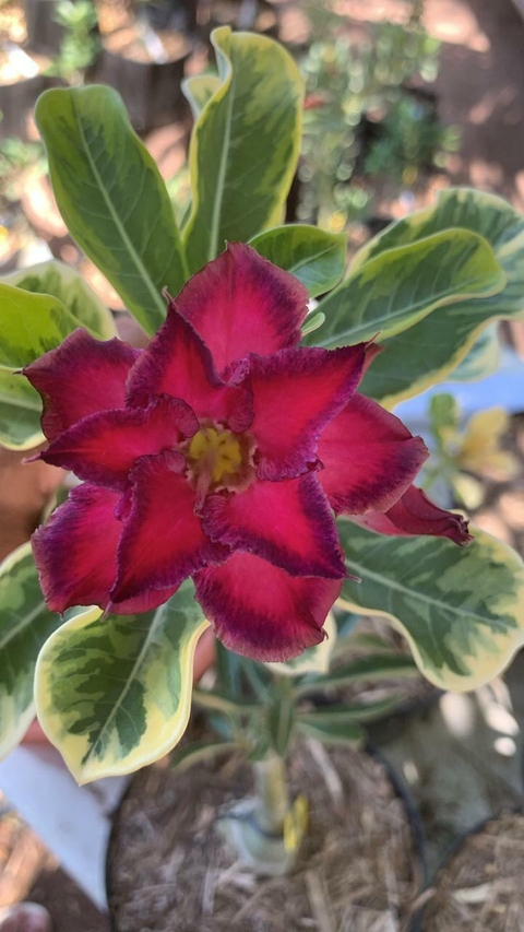 Variegata KATE pré venda (Envio final de janeiro)