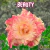 Rosa do Deserto BEAUTY perfumada (pronta entrega)