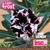 Pré Venda Rosa do Deserto LILAC FROST envio em agosto - Rosa do Sol Fortaleza