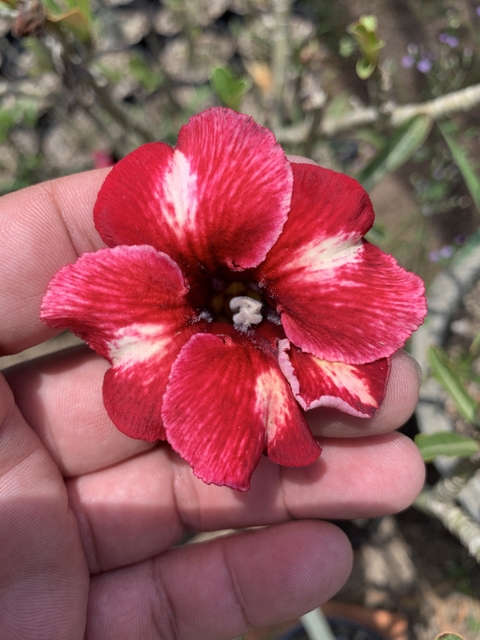 Rosa do Deserto REI DAVI pronta entrega (laranja)