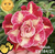 Rosa do Deserto MILEIDE - Pronta Entrega - comprar online