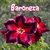 Rosa do Deserto BARONEZA - Pronta Entrega