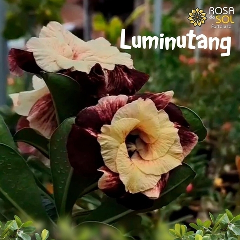 PRE VENDA - Rosa do Deserto LUMINUTANG (importada) - Envio final de fevereiro)
