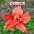 Rosa do Deserto CERÂMICA - Pronta Entrega