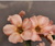 Rosa do Deserto SLEEPING BEAUTY - Pronta Entrega - comprar online