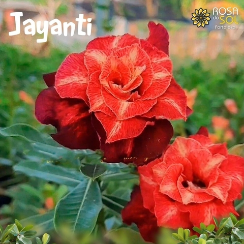 Pré Venda Rosa do Deserto JAYANTI (importada) envio final de Março