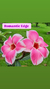 Rosa do Deserto ROMANTIC EDGE - comprar online