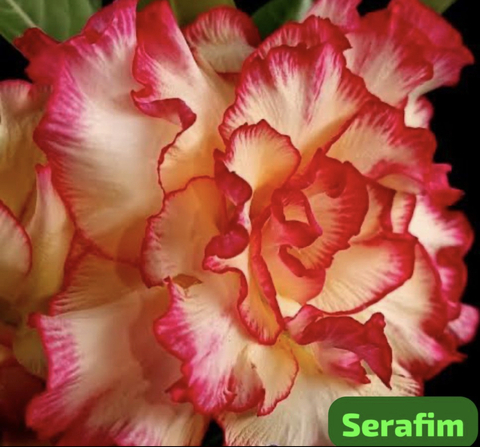 Rosa do Deserto SERAFIM pre venda (Envio final de janeiro)