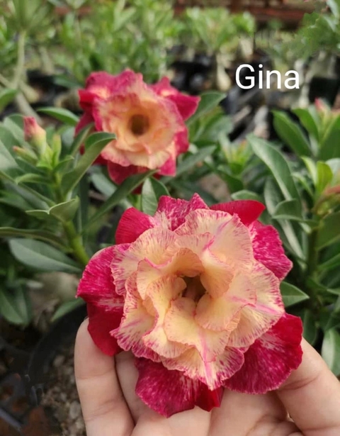 Rosa do Deserto GINA - Pronta Entrega - comprar online