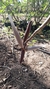50 Redinhas para vargem de rosa do deserto - Rosa do Sol Fortaleza