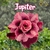 Rosa do Deserto JUPITER - Pronta Entrega