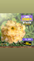 Rosa do Deserto TS 316 JOVEM