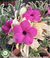Variegata PURPLE FLOWER