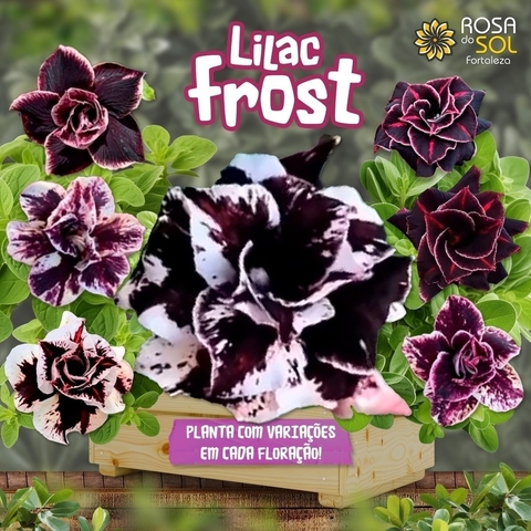Rosa do Deserto LILAC FROST pre venda envio final de janeiro