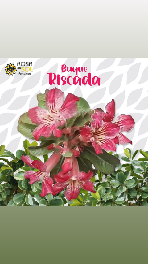 Rosa do Deserto RISCADA BUQUE acima do padrão (pronta entrega)