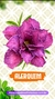 Rosa do Deserto ALERQUIM - Pronta Entrega - comprar online