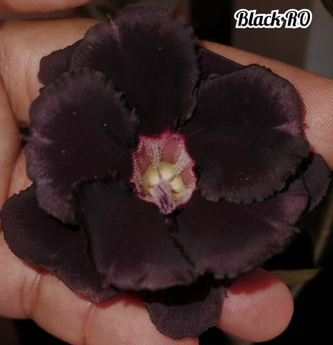 Rosa do Deserto BLACK RO - Pronta Entrega ACIMA DO PADRÂO