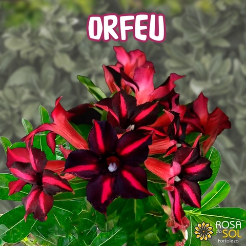 Rosa do Deserto ORFEU - Pre venda setembro