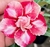 Rosa do Deserto BRD ROSE - Pronta Entrega na internet