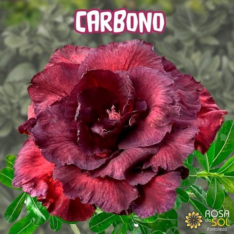 Pre venda Rosa do Deserto CARBONO NEGRA