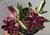 Variegata CALIOPE - Pronta Entrega