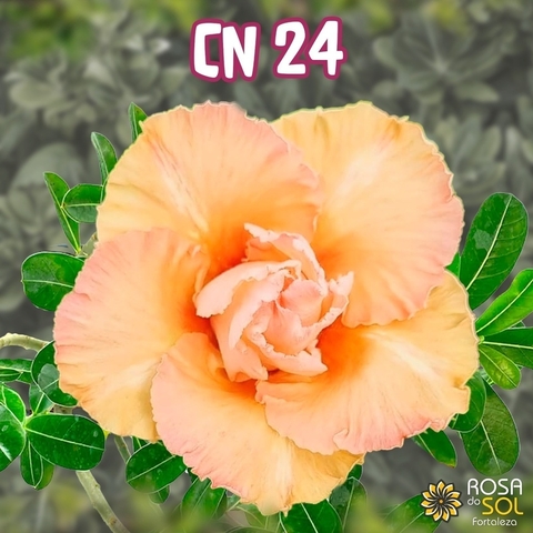 Rosa do Deserto CANAN 24 perfumada - Pre venda envio final de novembro