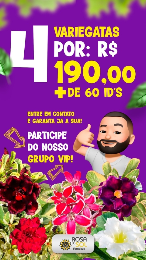 COMBO VARIEGATAS - escolha 4 variegatas por 190,00 na Pre venda - comprar online