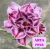 Rosa do Deserto ARYA pronta entrega (roxa) - comprar online