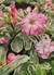 Variegata VR 03 PRONTA ENTREGA - comprar online