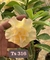 Rosa do Deserto TS 316 JOVEM - comprar online