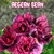 Rosa do Deserto AEGEAN SEAN - Pronta Entrega