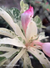 PRE VENDA - Variegata BIANCA (Envio final de dezembro) - comprar online