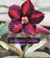 Variegata CALIOPE - Pronta Entrega na internet