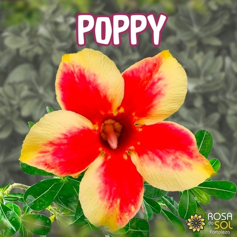 PRE VENDA - Rosa do Deserto POPPY (Envio final de outubro)
