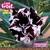 Imagem do Pré Venda Rosa do Deserto LILAC FROST envio em agosto