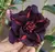 PRE VENDA - Rosa do Deserto BLACK VULCAN ( Envio final de setembro) - comprar online
