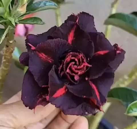 PRE VENDA - Rosa do Deserto BLACK VULCAN ( Envio final de dezembro) - comprar online