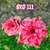 Rosa do Deserto BRD 111 - Pronta Entrega - comprar online