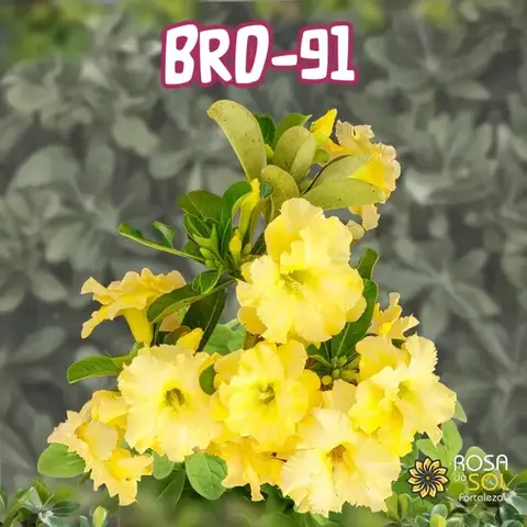 Rosa do Deserto BRD 91 pre venda (Envio final de feveiro) - comprar online