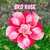Rosa do Deserto BRD ROSE - Pronta Entrega - comprar online