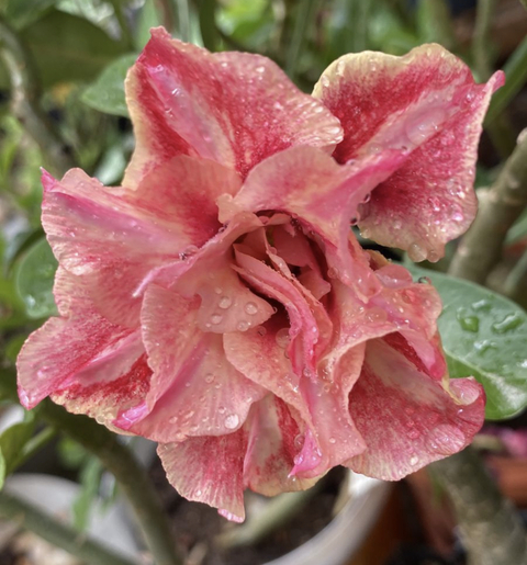Rosa do Deserto RA 55 - Pronta Entrega