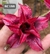 Rosa do Deserto RC 188 JOVEM - comprar online